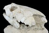 Fossil Turtle (Lytoloma) Skull - Khouribga, Morocco #113361-4